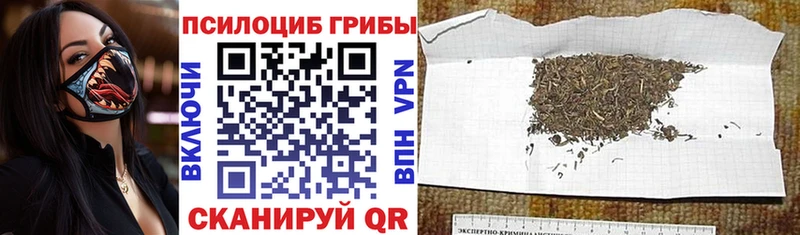 продажа наркотиков  Яранск  Псилоцибиновые грибы Cubensis 